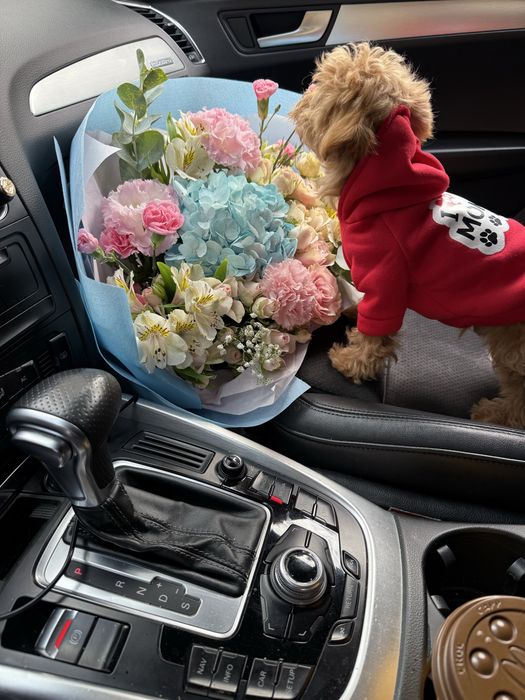 Карамельні мальтипу