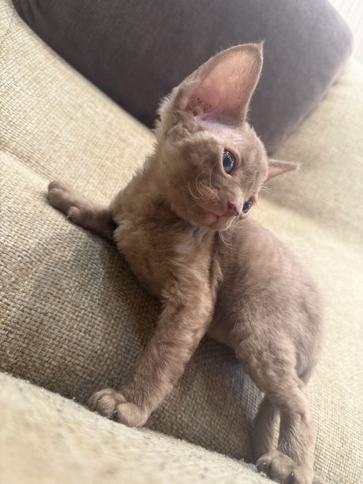 Котенок Девон-Рекс