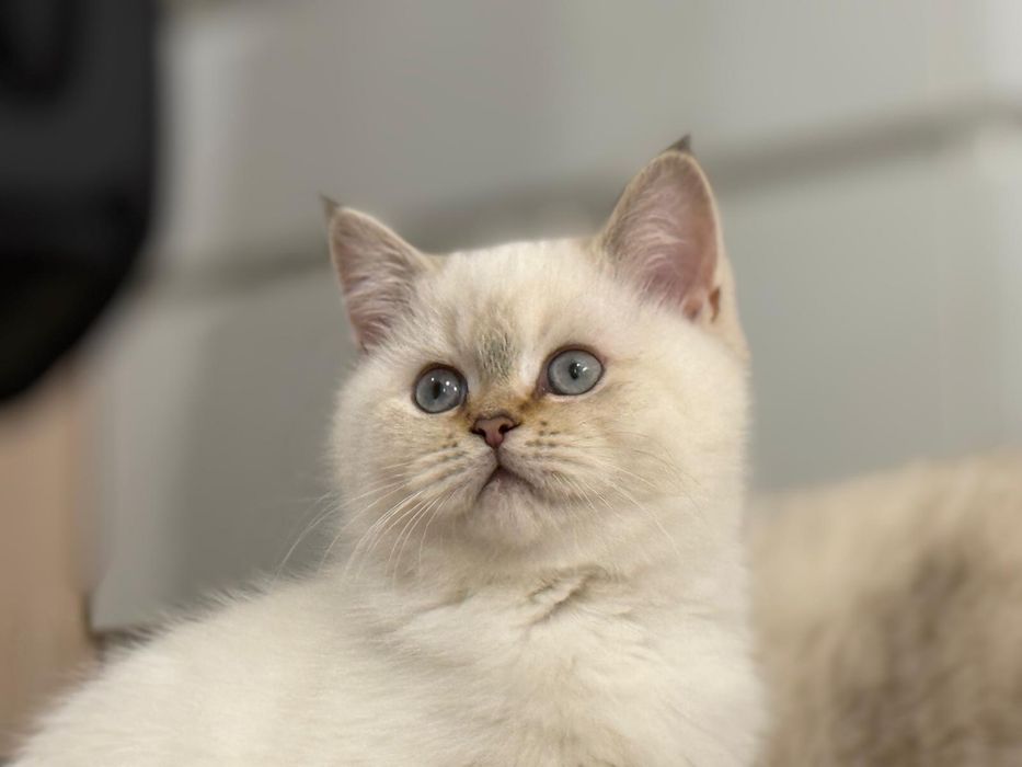 Kot brytyjski kotka brytyjska point do odbioru