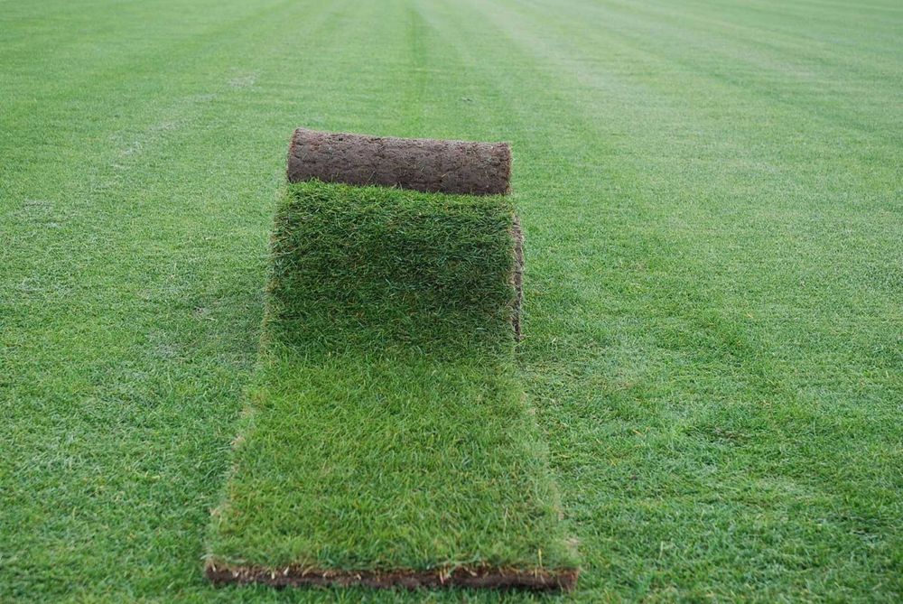 Trawa rozwijana z rolki