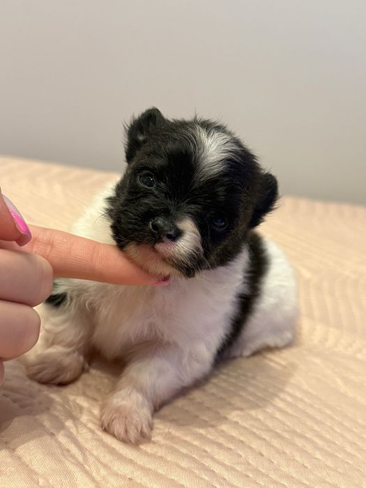 Szpic Miniaturowy Pomeranian