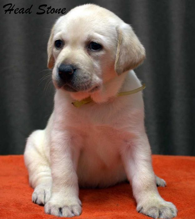 Документы КСУ-FCI Лабрадор ретривер. Питомник