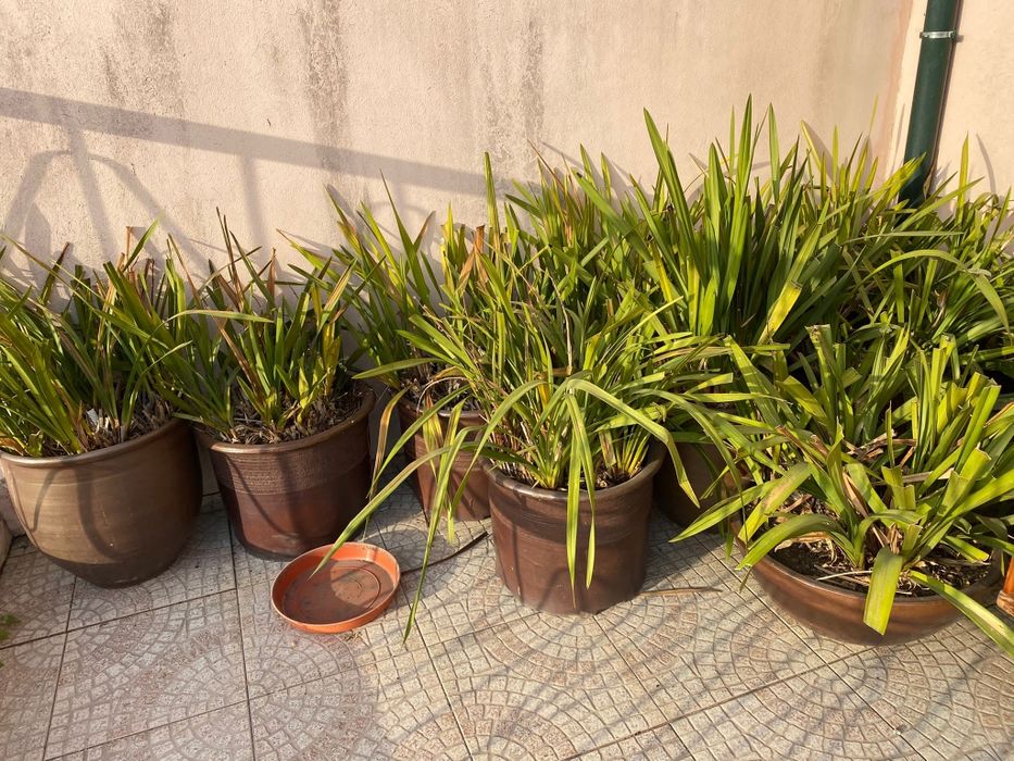 Vaso Gres | Orquídeas