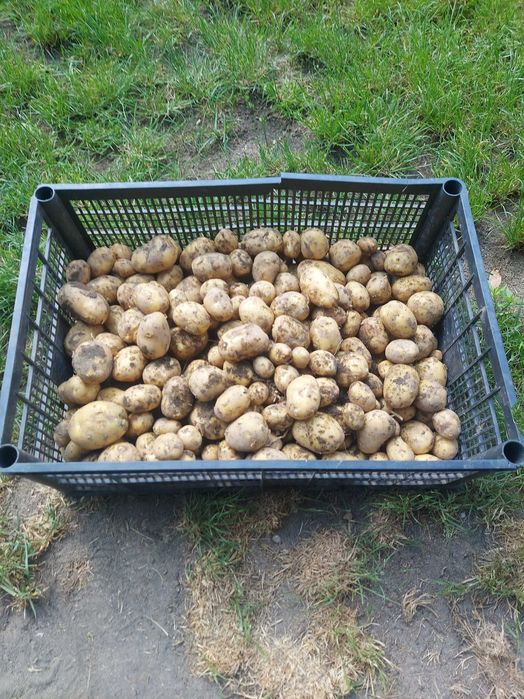 sprzedam młode ziemniaki odmiany denar w cenie 3.50