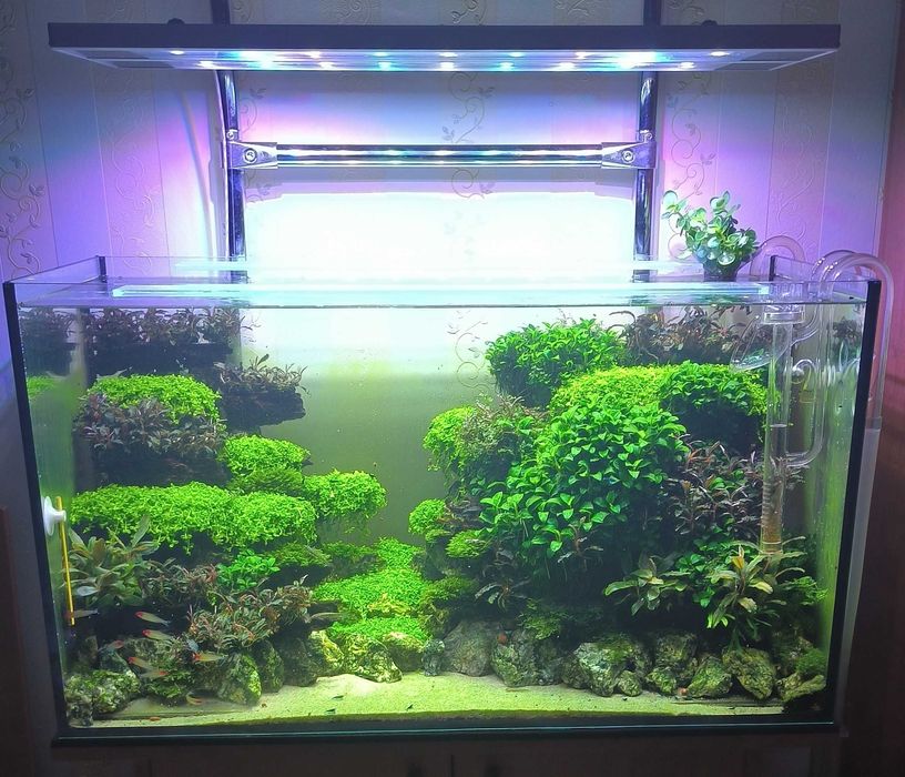 Креветка неокарідіна синя Блю Дрім / Neocaridina Blue Dream / Рослини