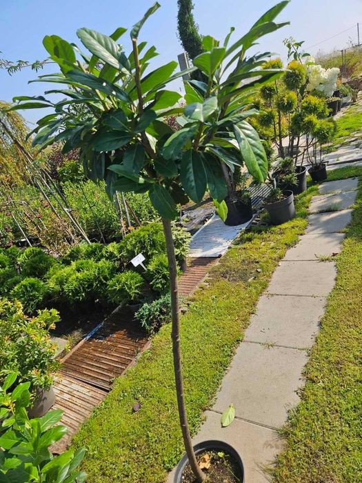 Laurowiśnia szczepiona na pniu