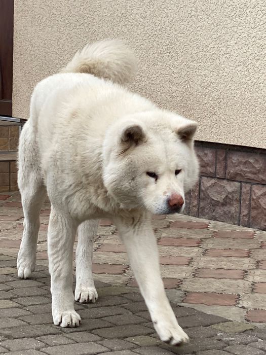 Акита для вʼязки