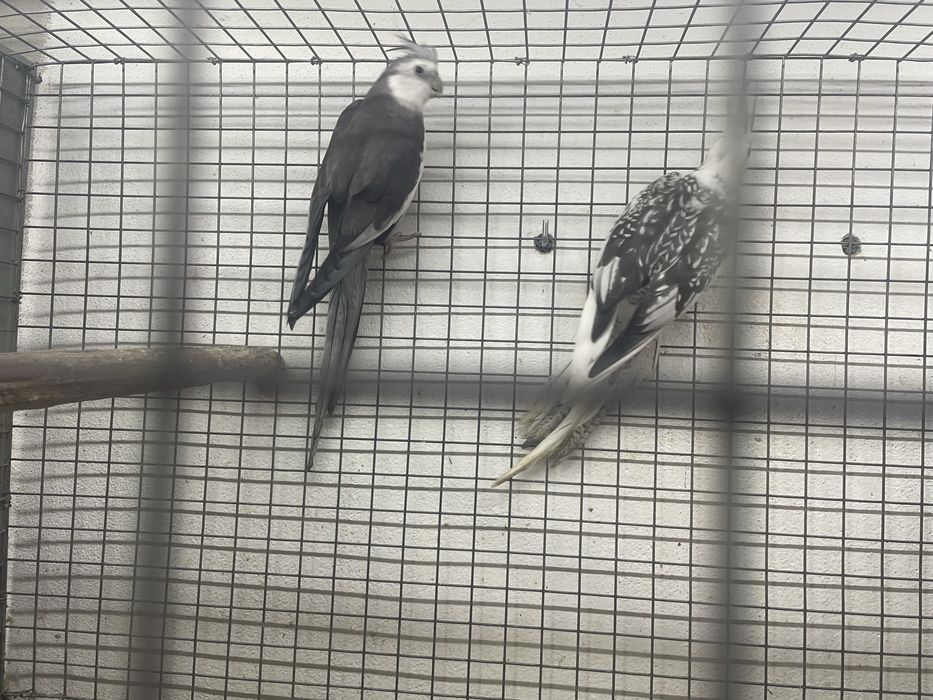 Casal caturras adulto