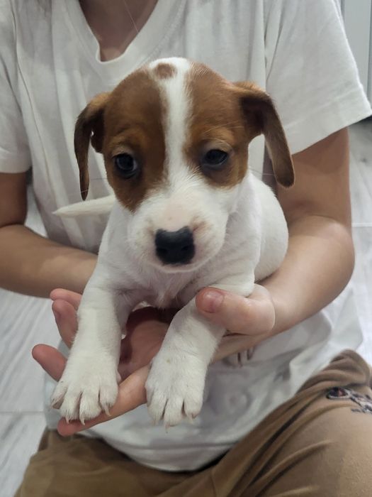 Jack Russell Terrier