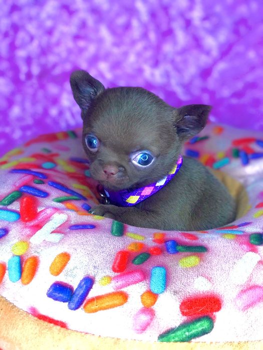 Міні та мікро чихуашики