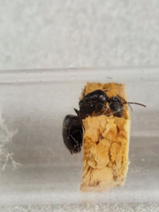 Camponotus fallax rojkowa 22.05