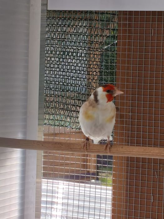 Szczygieł syberyjski Major