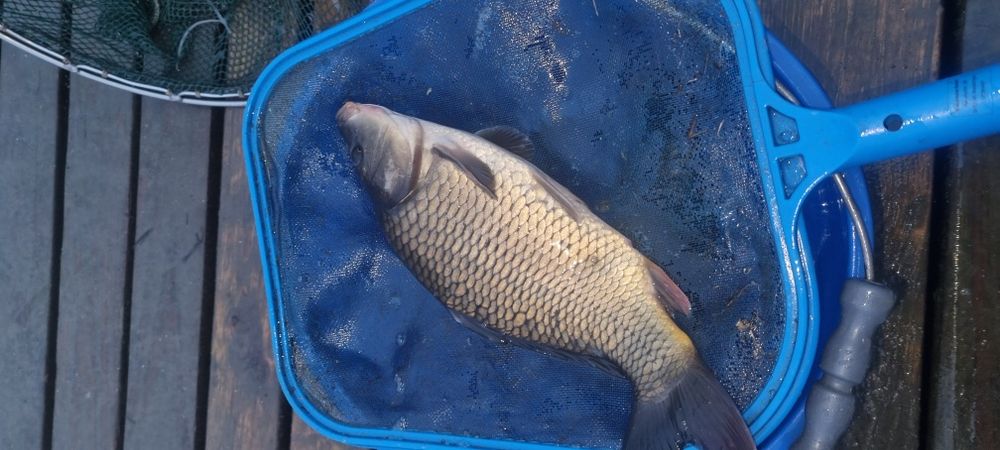 Narybek I kroczek karpia