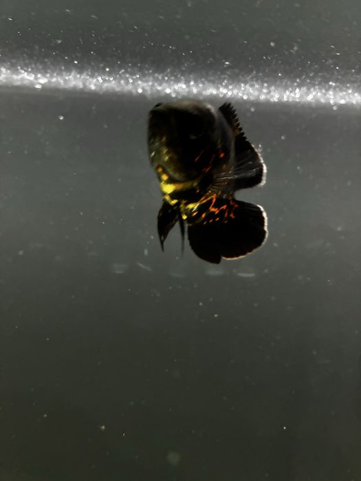 2 Oscares WILD 12/13cm