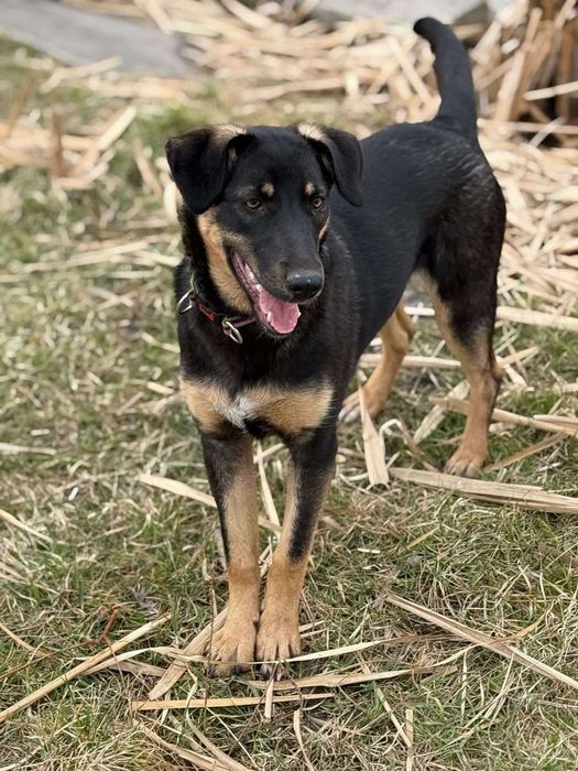 Розумна дівчинка шукає родину