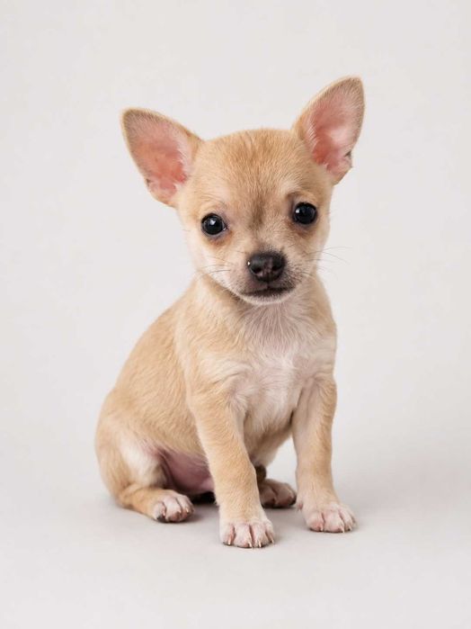 Chihuahua macho, mini