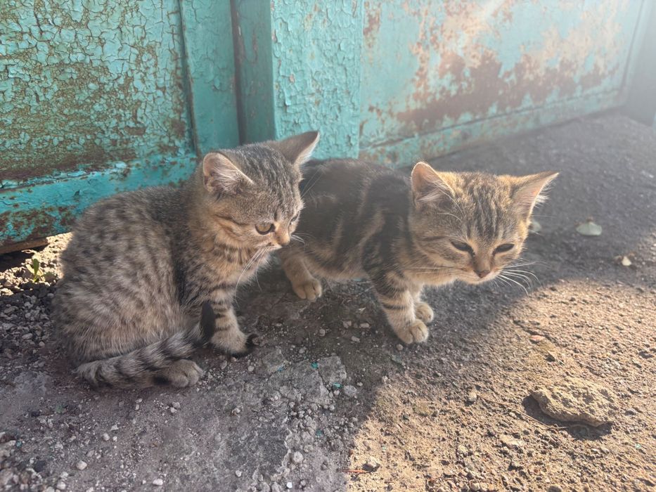 віддам в хороші руки