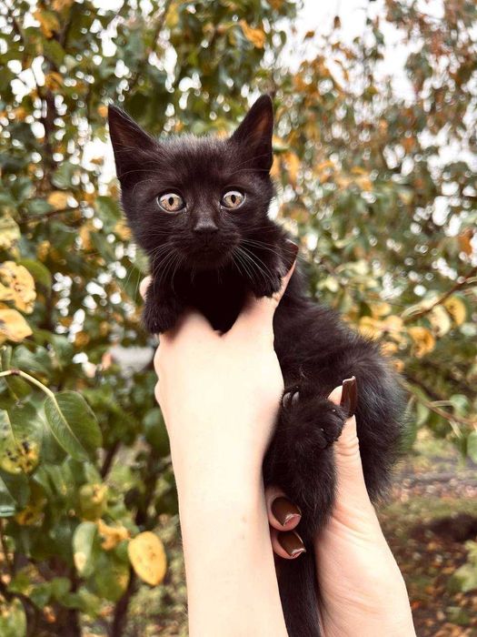 Милі чорні кошенята — хлопчик і дівчинка шукають дім