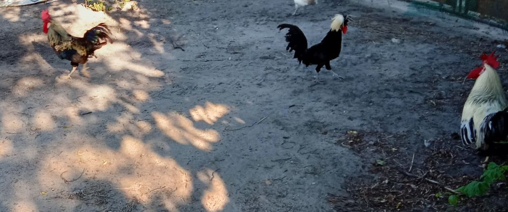 Sprzedam koguty 5 sztuk.