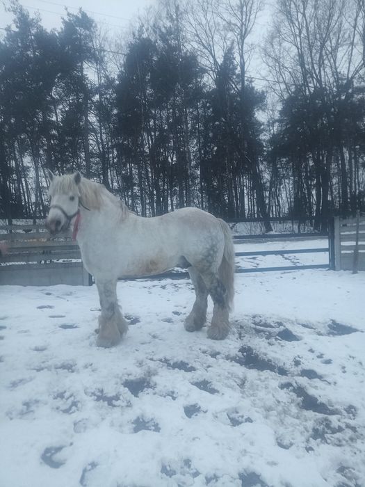 Ogier perszeron 84 punkty