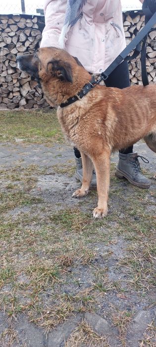 Zara sunia do adopcji