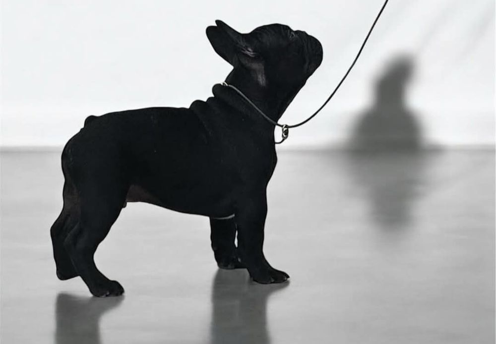 Bulldog Francês Macho