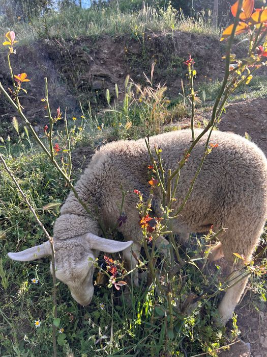 borrego macho de 4 meses
