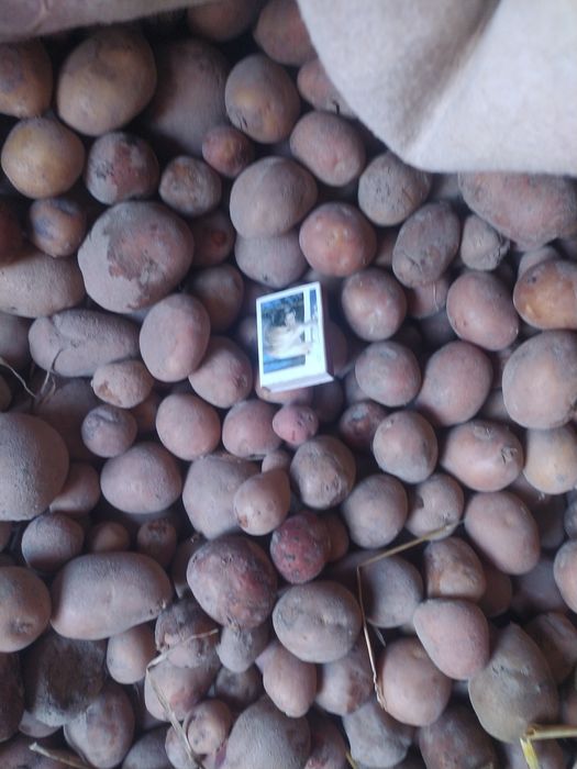 Дрібна картопля, на корм тваринам