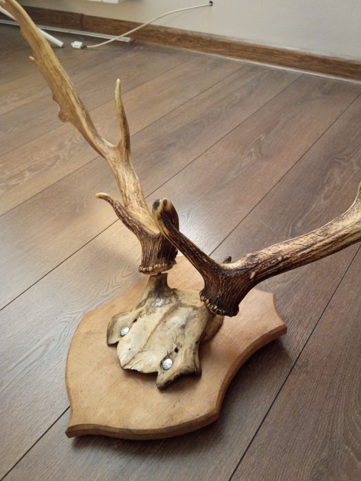 Duże poroże na ścianę