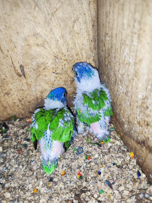 Loris para criar há mao