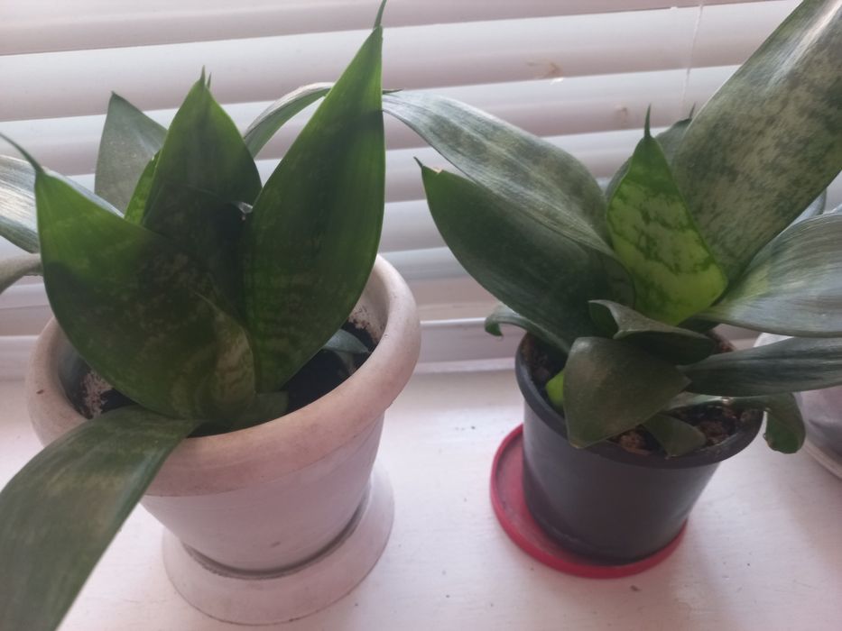 Вазони різні-лимон,традесканція,алоє,40грн