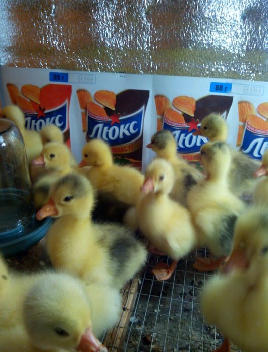 Домашні гусенята гусята