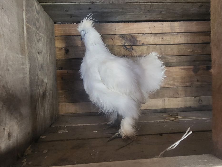 Silki białe  koguty