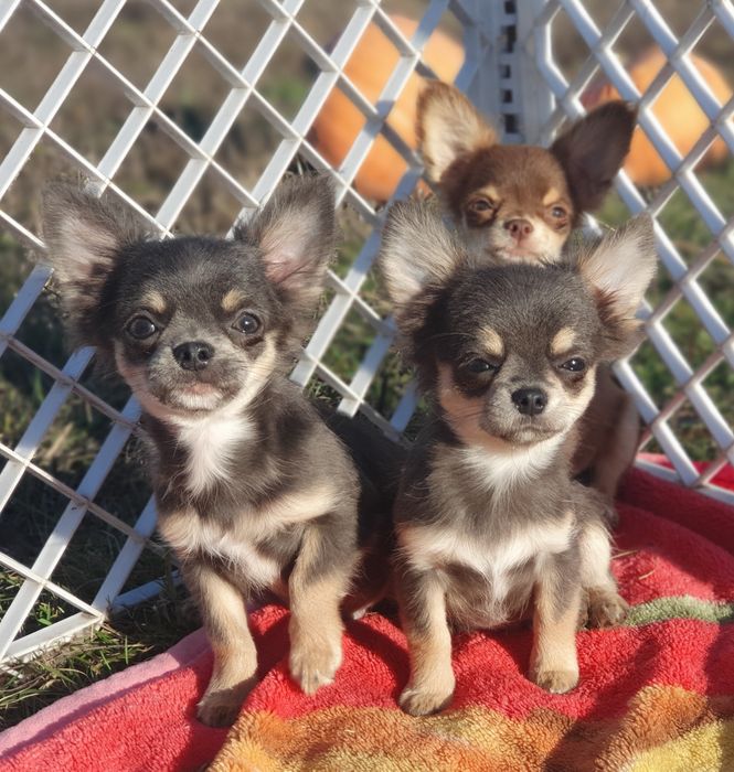 Мальчики чихуахуа