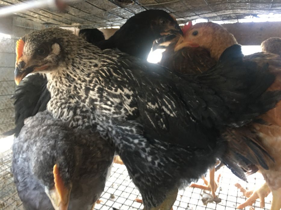 Доминант подросток курочка 55 дней