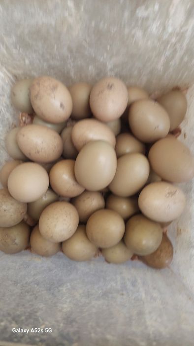 Faisão  de qualidade