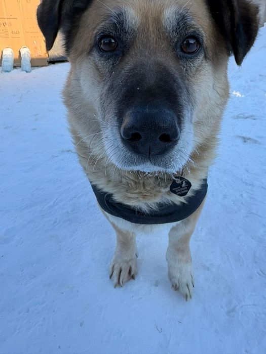 10 letni Pies do adopcji