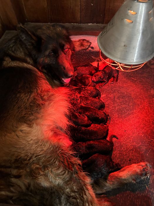 Owczarek niemiecki szczeniak