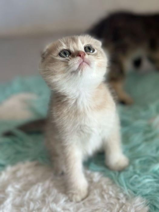 Шотландські кошенята