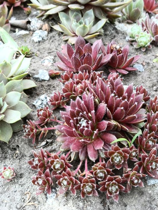 Вуличні Квіти Sempervivum  Вічноживучий  Молодила Кам'яна троянда молодило каменная роза молодило