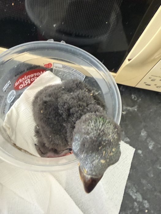 Disponíveis papagaio ecletus