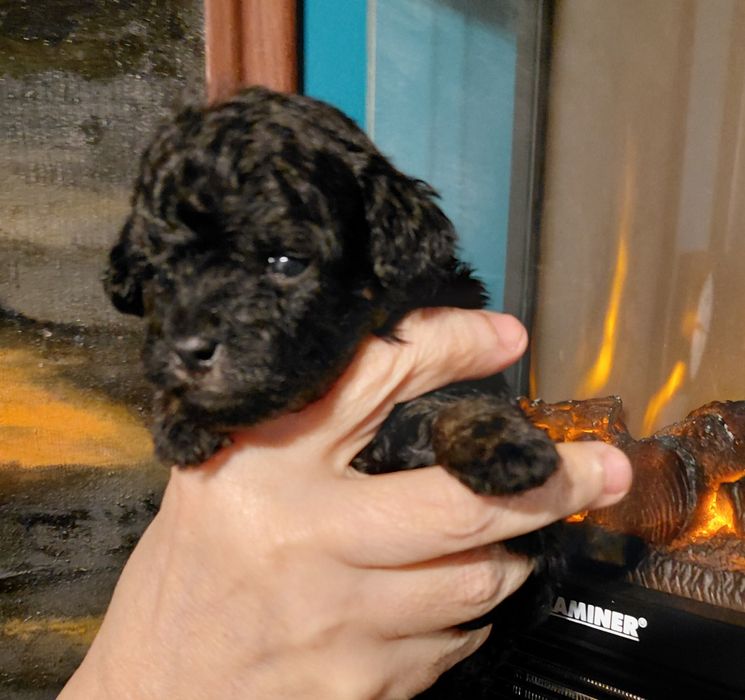 Pudel toy - suczka phantom