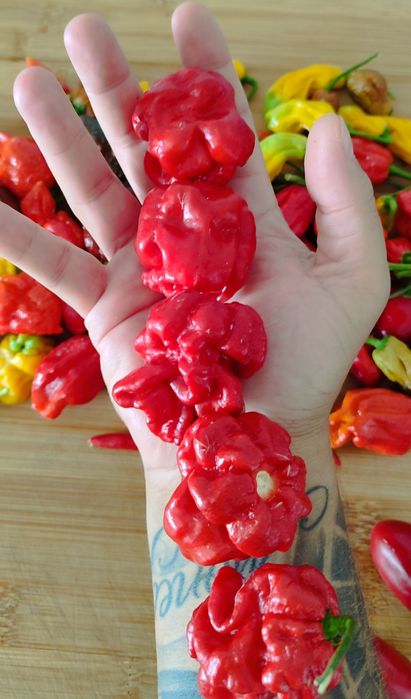 OFERTA Portes Envio , Sementes Pimentas Nucleares