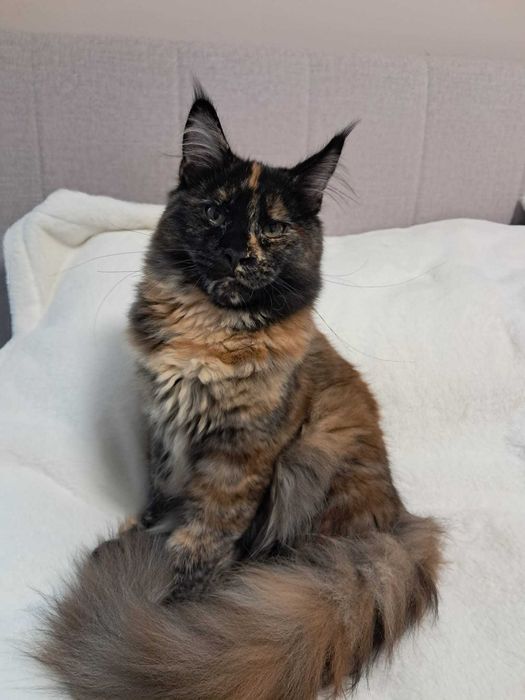 Kotka Maine Coon INKA