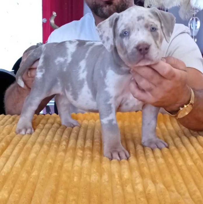 American Bully xl suczka merle tri BBK s Thor Bossy Dexter