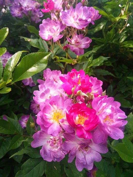 Лепестки свежей розы