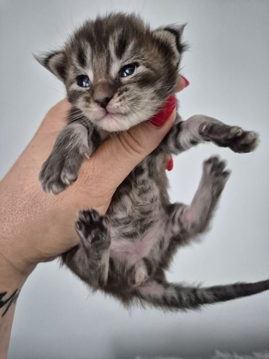 Kocurek maine coon MCO do odbioru koniec grudnia