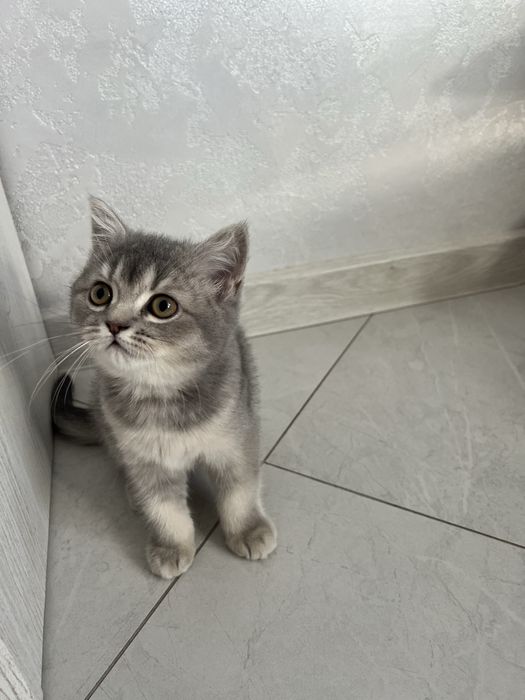 Шотланські кошенята