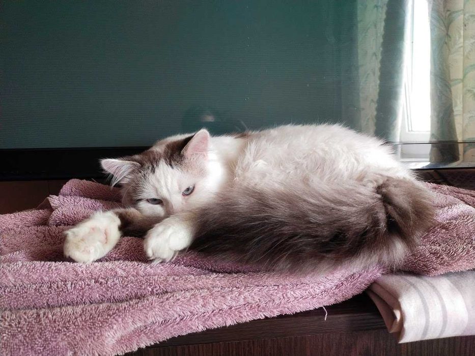 Котик пушистый в добрые лапки. НЕ кастрирован, уличный.
