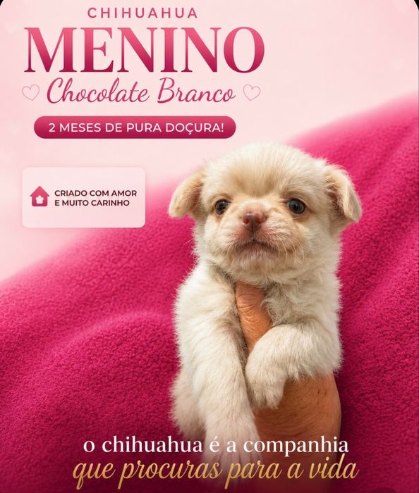 Chihuahua macho top excelente chocolate branco pelagem cumprida